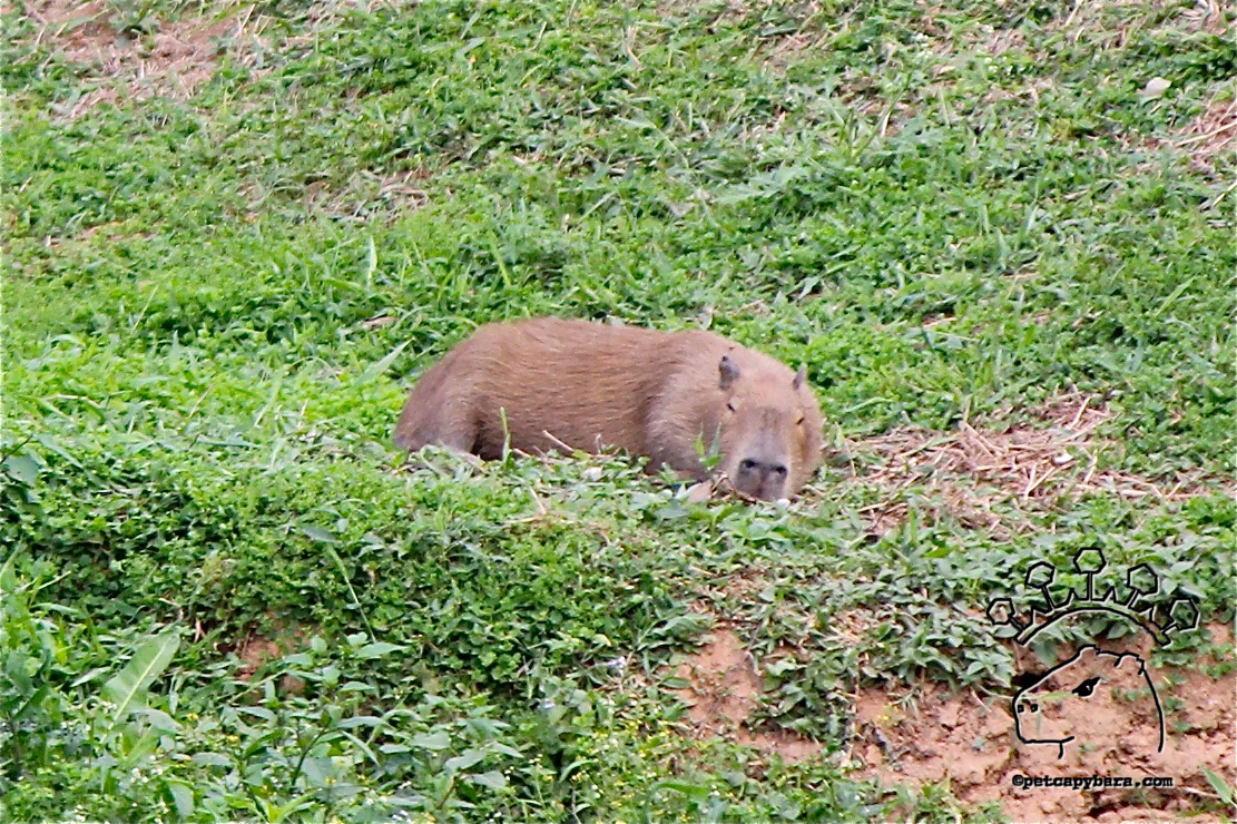 petcapybara.com