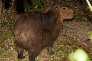 Nathalia's capybara photo photo credit: Nathalia Berolatti