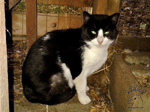 2012-10-04 18.02.55_w