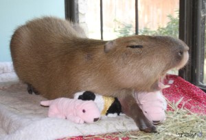 2011_07_07_18_sGariDecoy