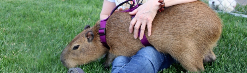 Conference Capybara « Capybara Madness | Dobby the Capybara