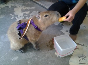 2014-05-12 11.55.51_w