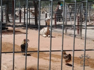 2014-05-12 12.02.47_w