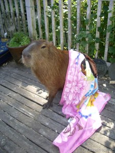 10527585_10152165830396408_4680218217244026210_w