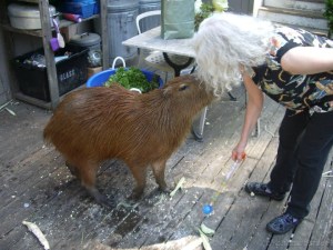 10553371_10152165829136408_8958414164064263147_w