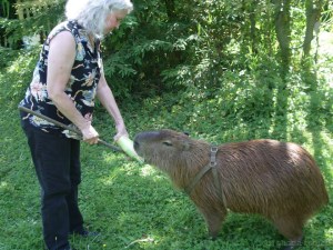 10577084_10152165830761408_3954065740564779903_w