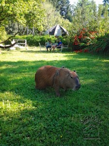 2014-07-14 17.10.32_w