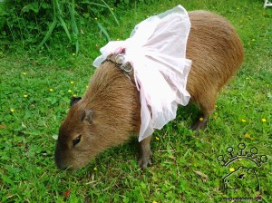 2014-06-09 16.40.50_w