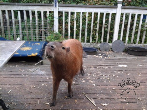 2014-10-07 11.28.16_w