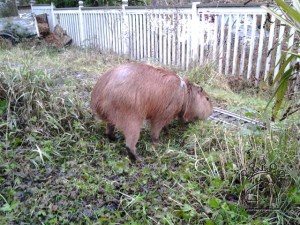 2014-11-20 15.43.16_w