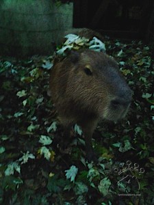 2014-11-20 16.12.53_w