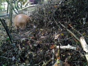 2014-11-23 15.56.11_w