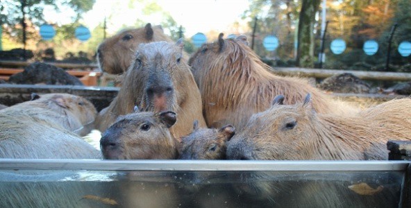 Capybara Hot Springs | DMM News | Dobby the Capybara