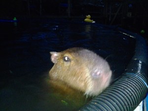 2015-01-06 16.52.07_w