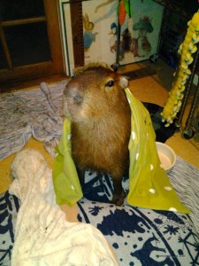 2015-01-06 17.01.40_w