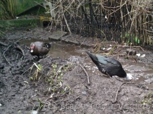 2015-01-10 14.52.16_w