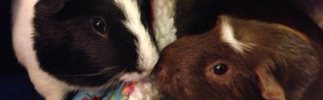 Washing Machine Issues – Part 2 | Cavy Adventures