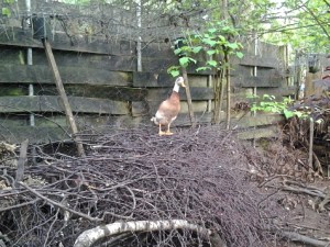 2015-04-27 09.29.34_w