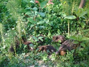 2015-05-03 16.44.11_w