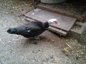 2015-05-15 10.03.38_w