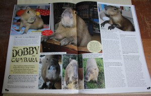 My Magazine Debut | Dobby the Capybara