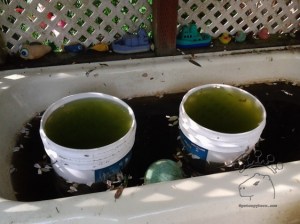 2015-05-21 18.15.42_w