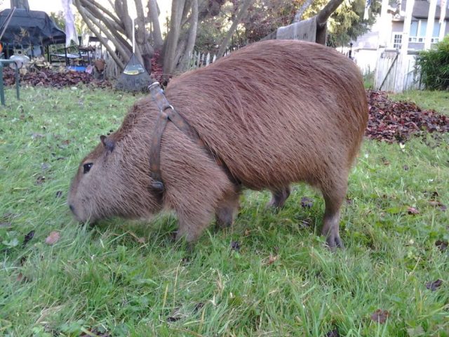 Do Capybaras Eat Bamboo? Surprising Facts Revealed