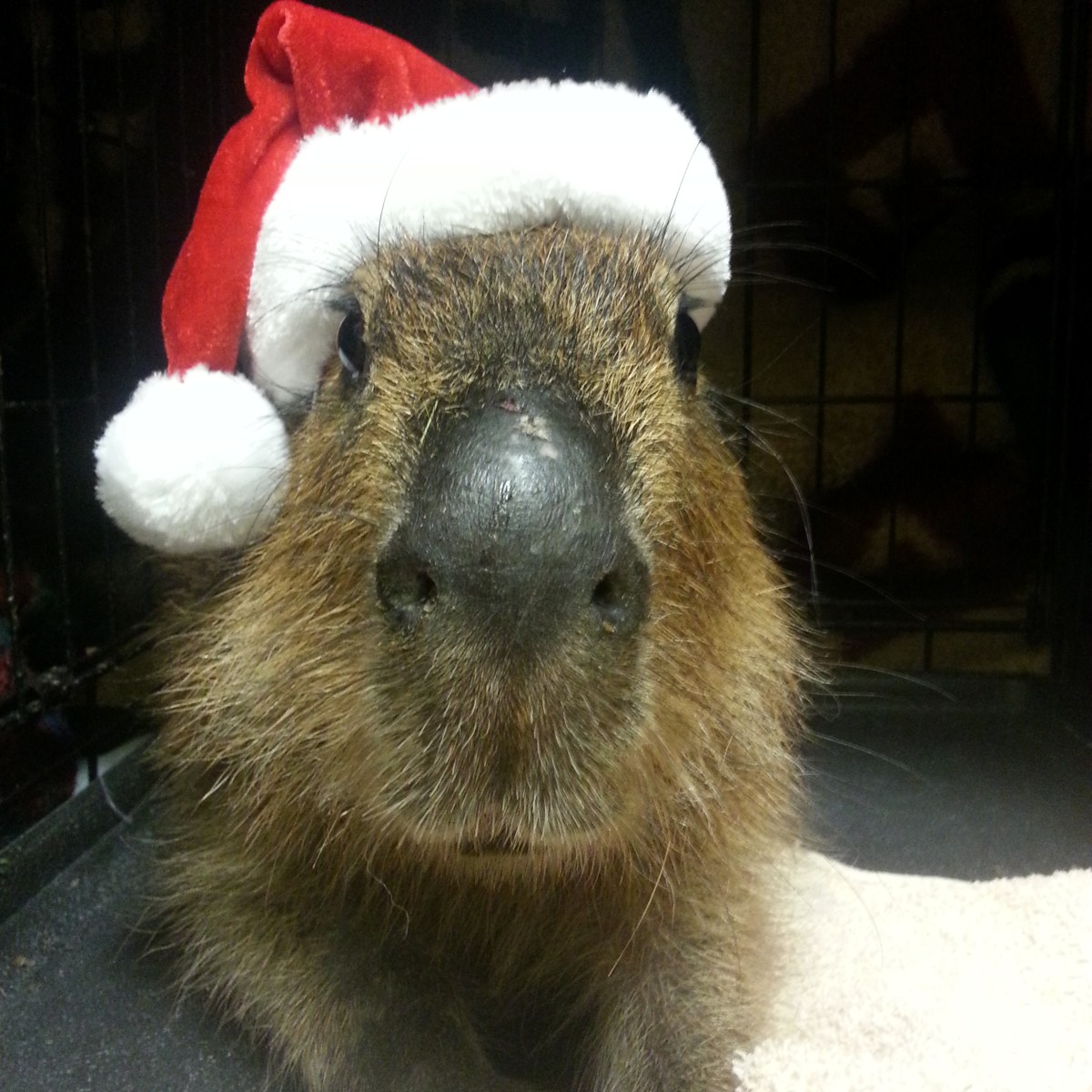 Winter Rodents | Dobby the Capybara