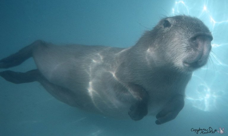 The Capybara Rescue Fund | Dobby the Capybara