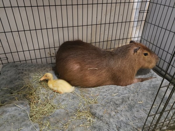 The Capybara Rescue Fund | Dobby the Capybara