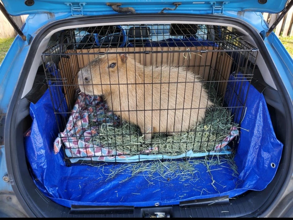 Daily Drama 106 – The Great Capybara Rescue | Dobby the Capybara