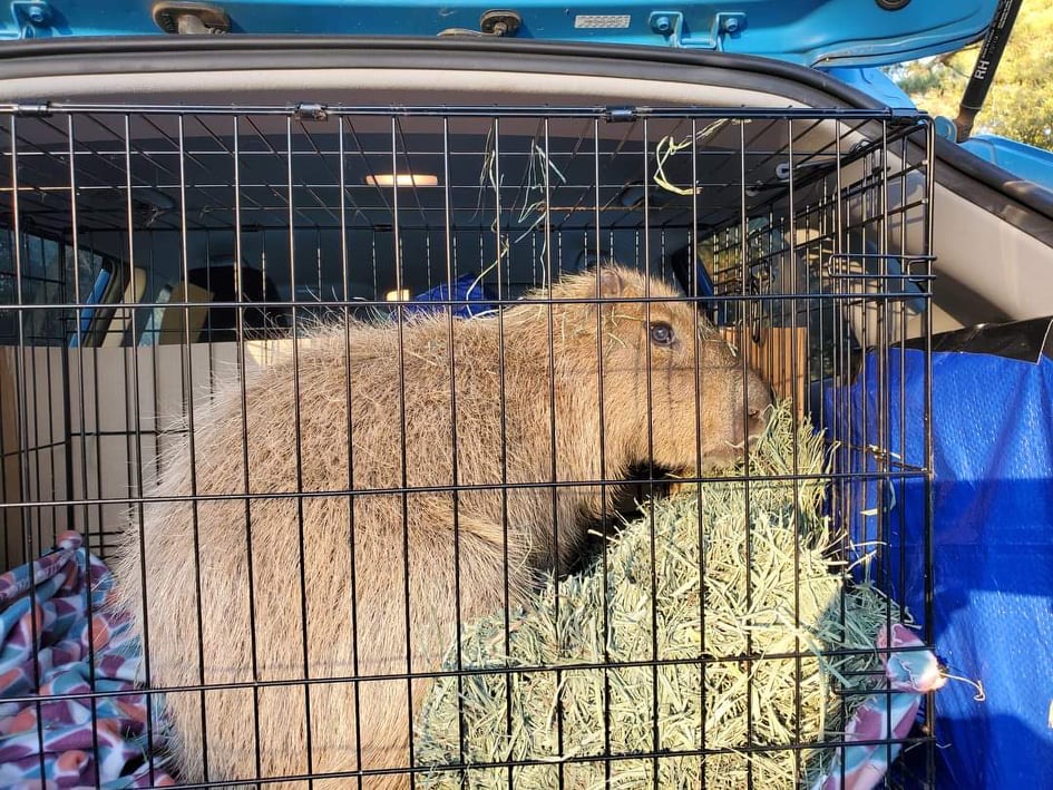 Daily Drama 106 – The Great Capybara Rescue | Dobby the Capybara