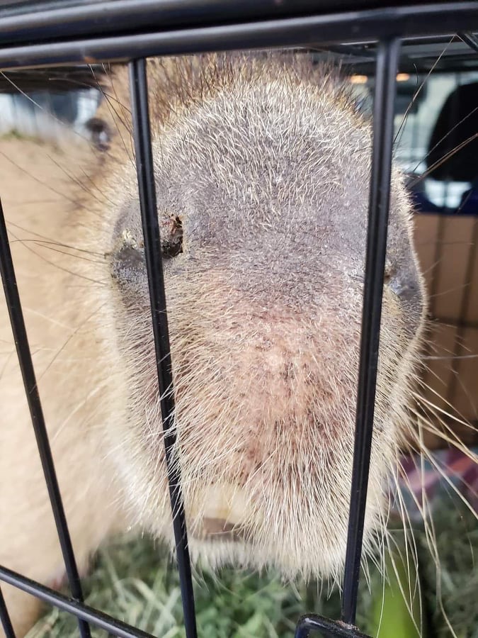 Daily Drama 106 – The Great Capybara Rescue | Dobby the Capybara
