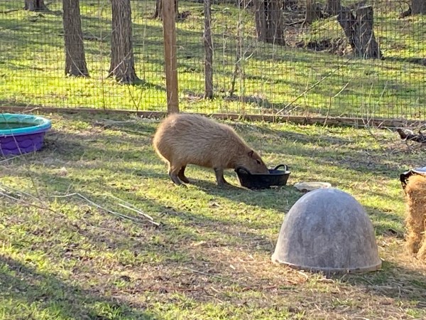 Capybara Rescue Update | Dobby the Capybara