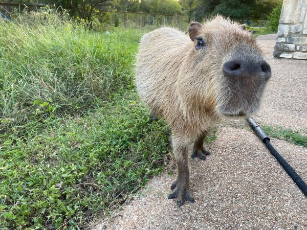 Capybara Rescue Update – 2 | Dobby the Capybara