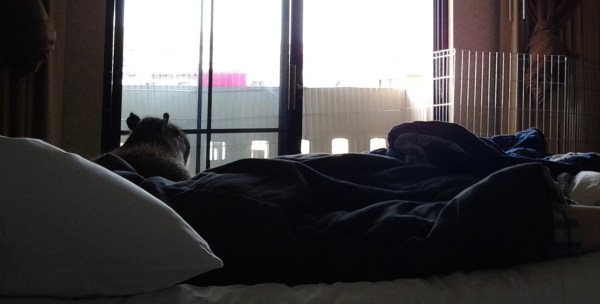 Spooky Creatures at Ghost Ranch Exotics and Hilarious Hoofed Friends at ...